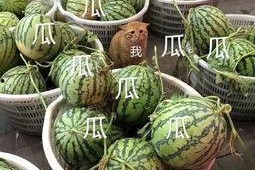 娱乐吃瓜怎么做,跟随吃瓜群众，探寻明星幕后故事